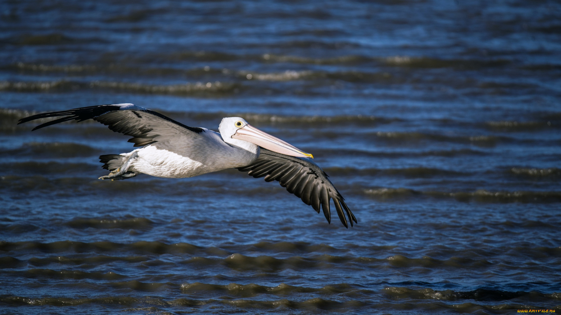 животные, пеликаны, клюв, полёт, пеликан, птица