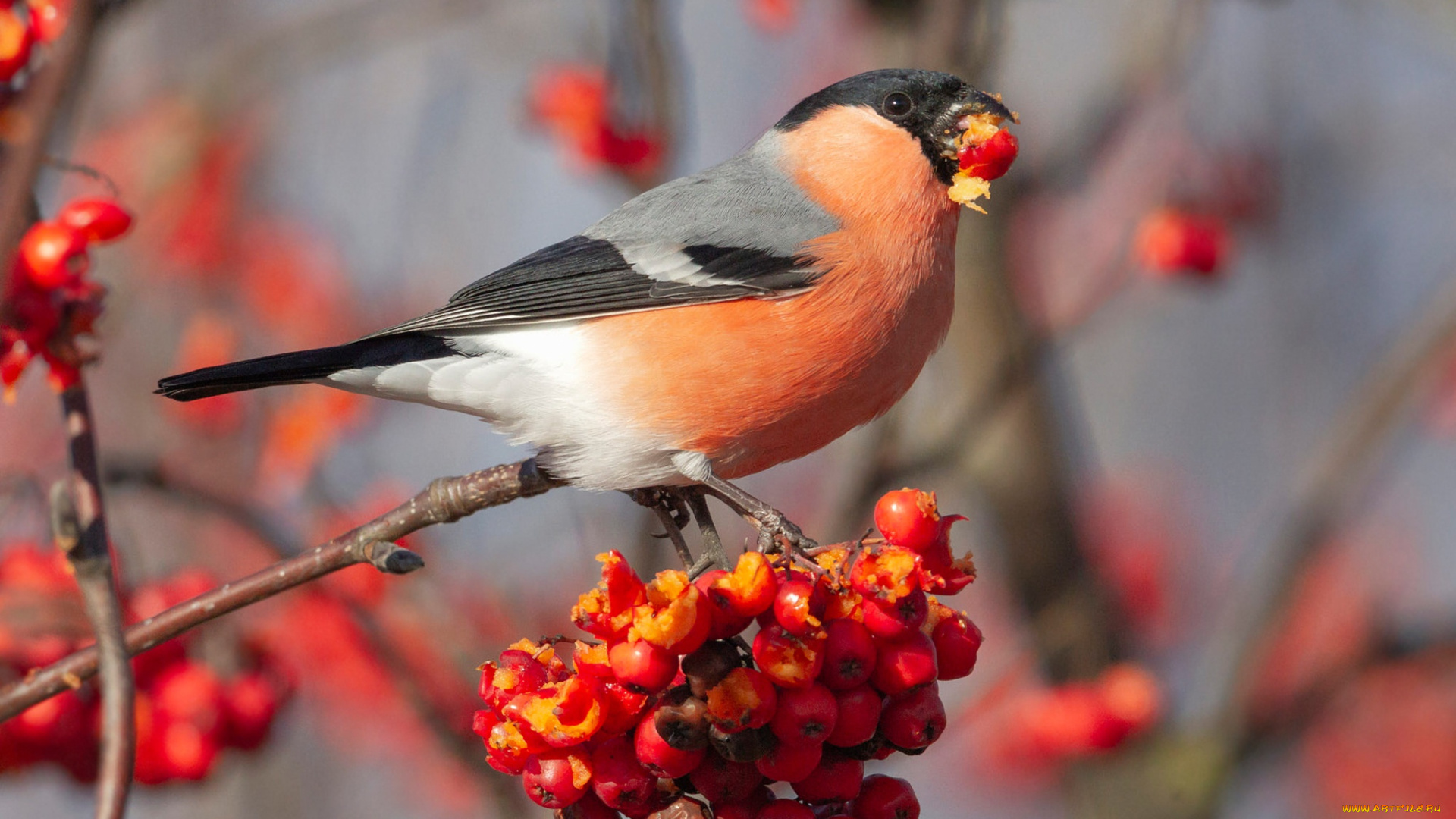 животные, снегири, рябина, снегирь, птичка, красные, плоды