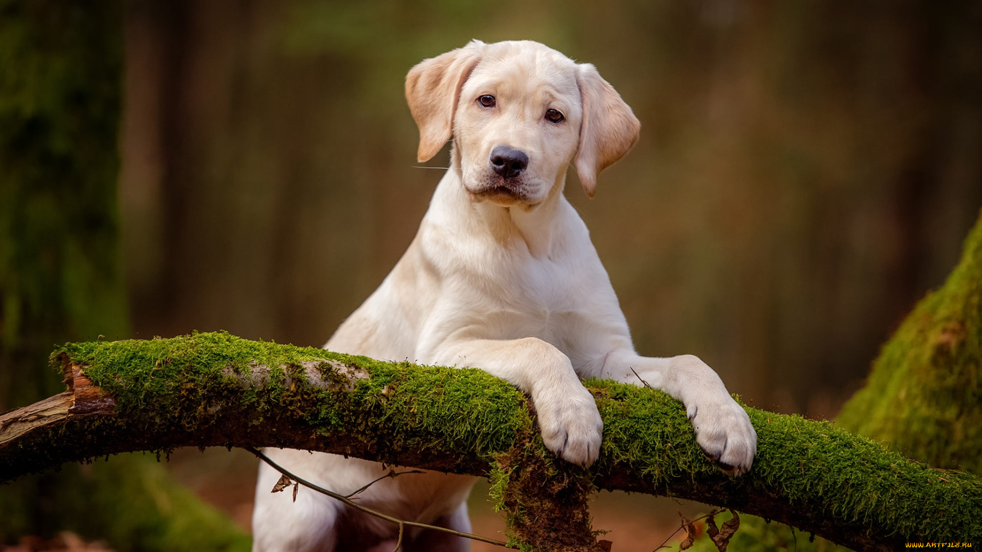 животные, собаки, собака, взгляд, фон