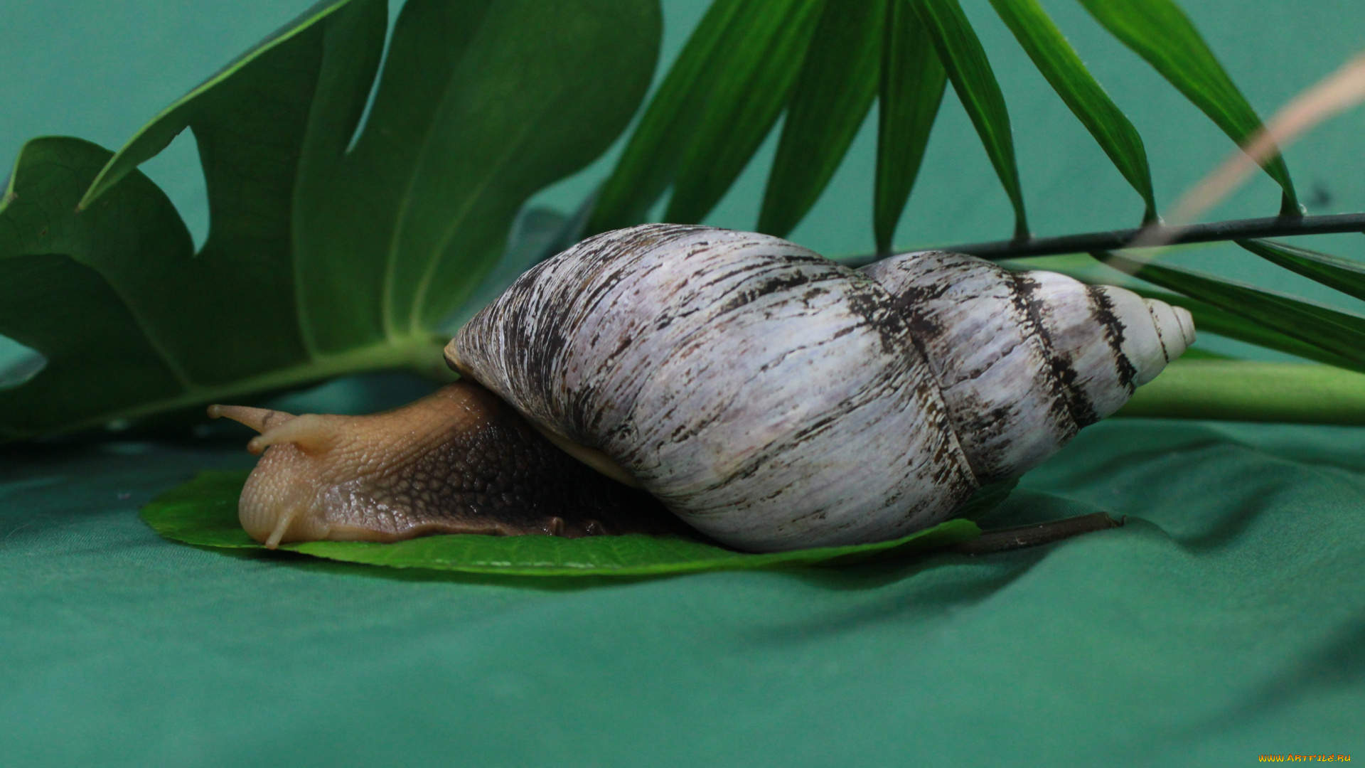 животные, улитки, листья, улитка
