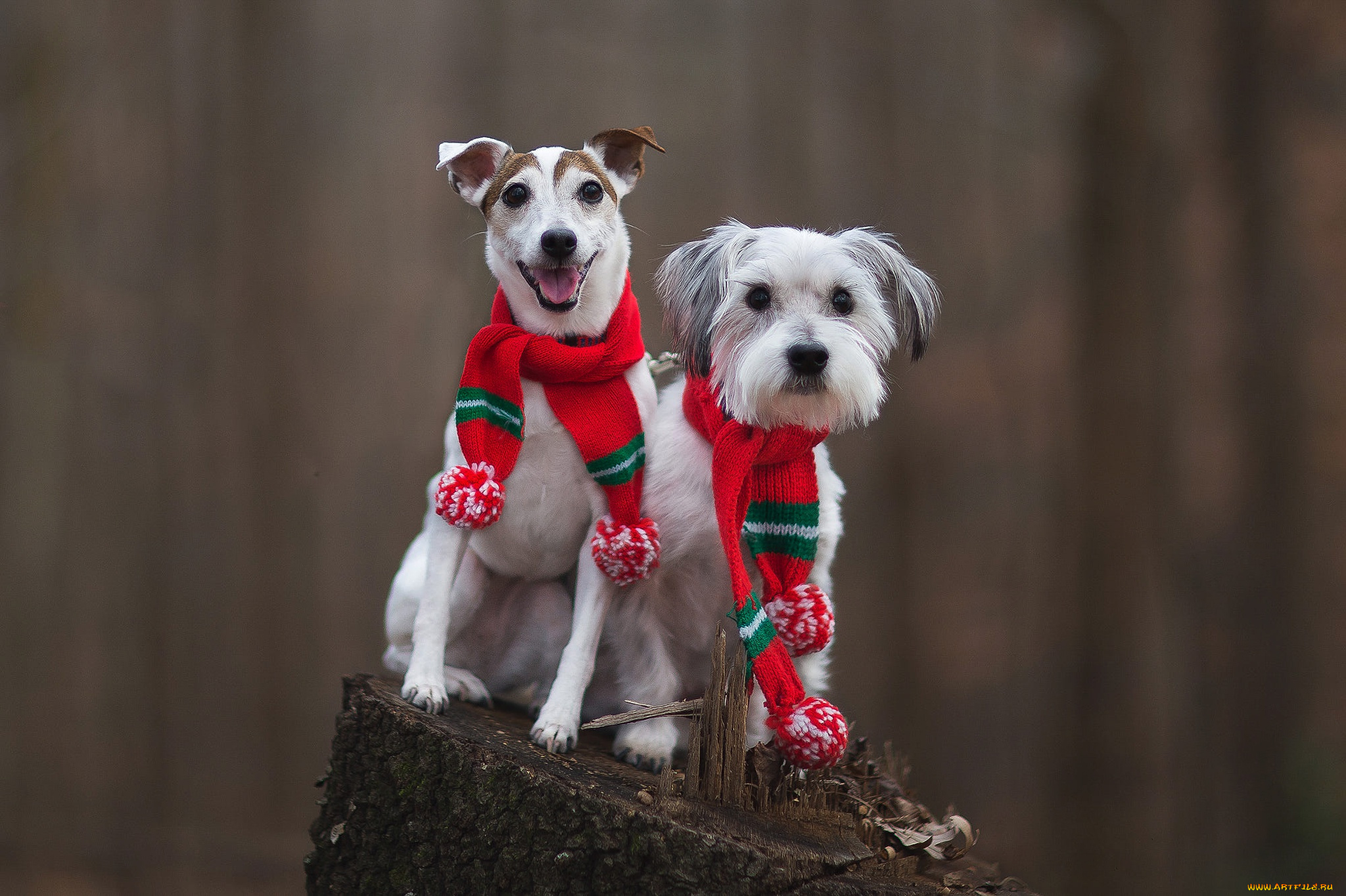 животные, собаки, фон, взгляд