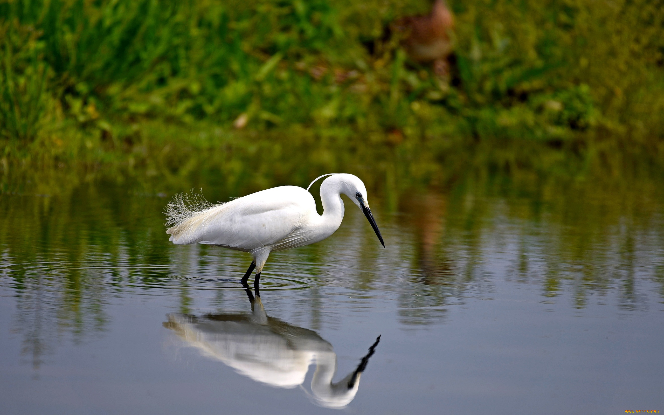 животные, цапли, , выпи, боке, отражение, вода, цапля