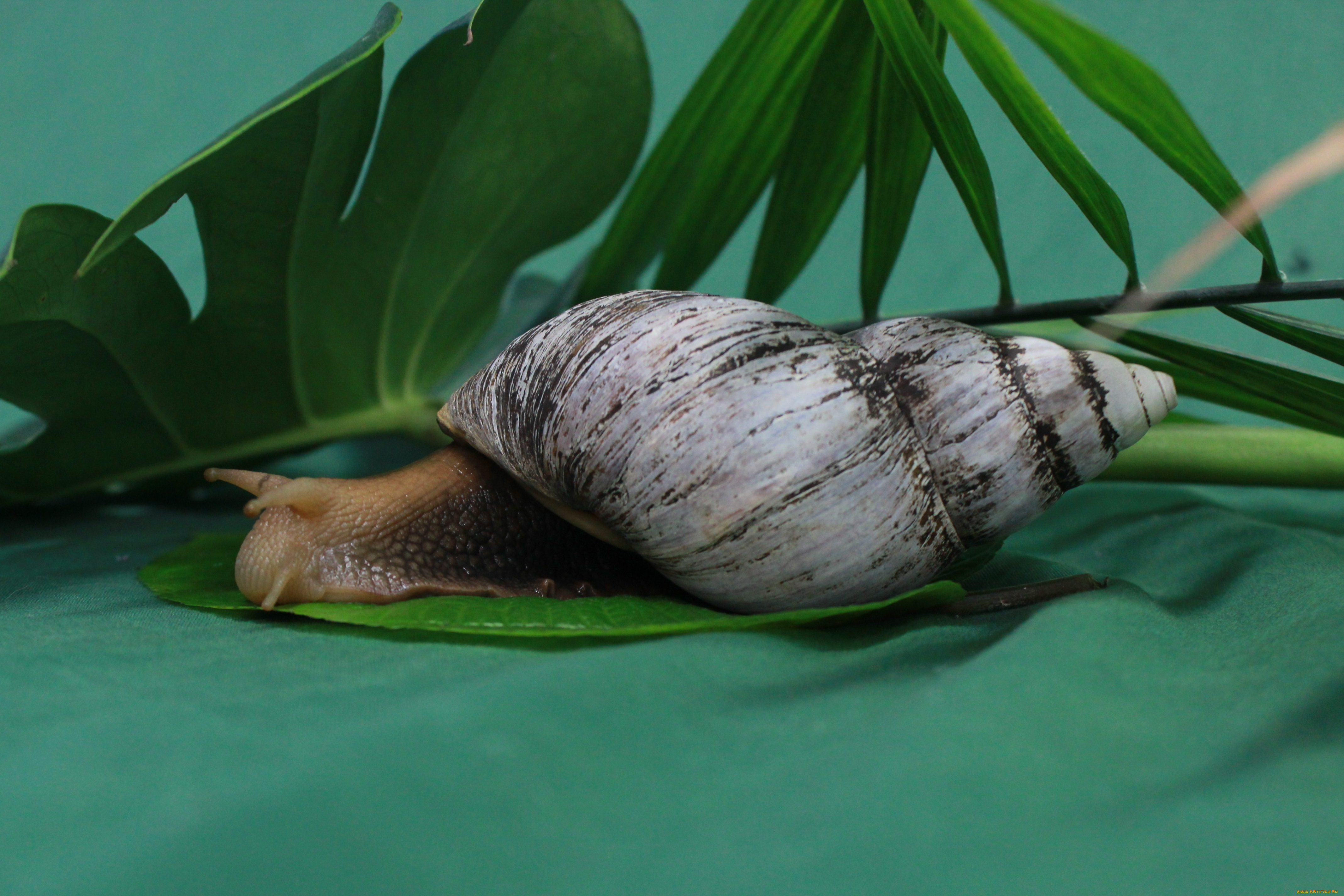 животные, улитки, листья, улитка