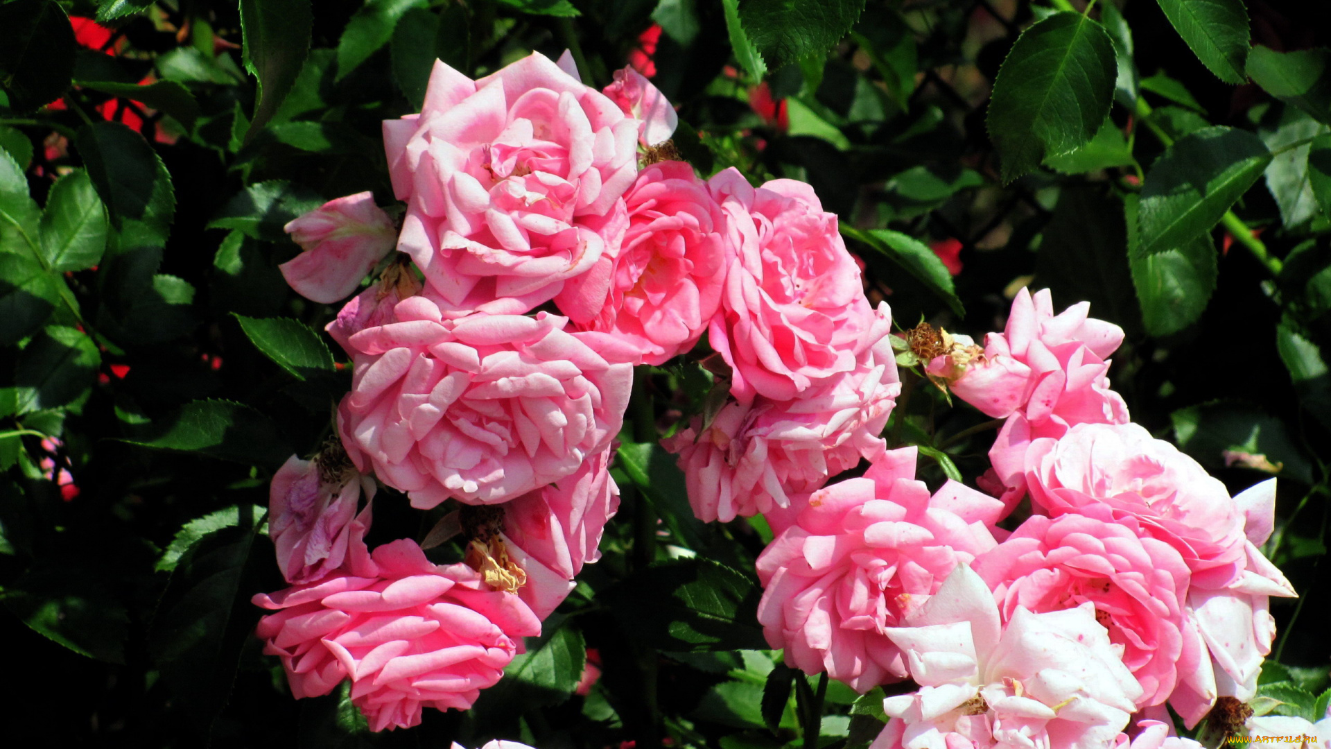 цветы, розы, куст, розовые