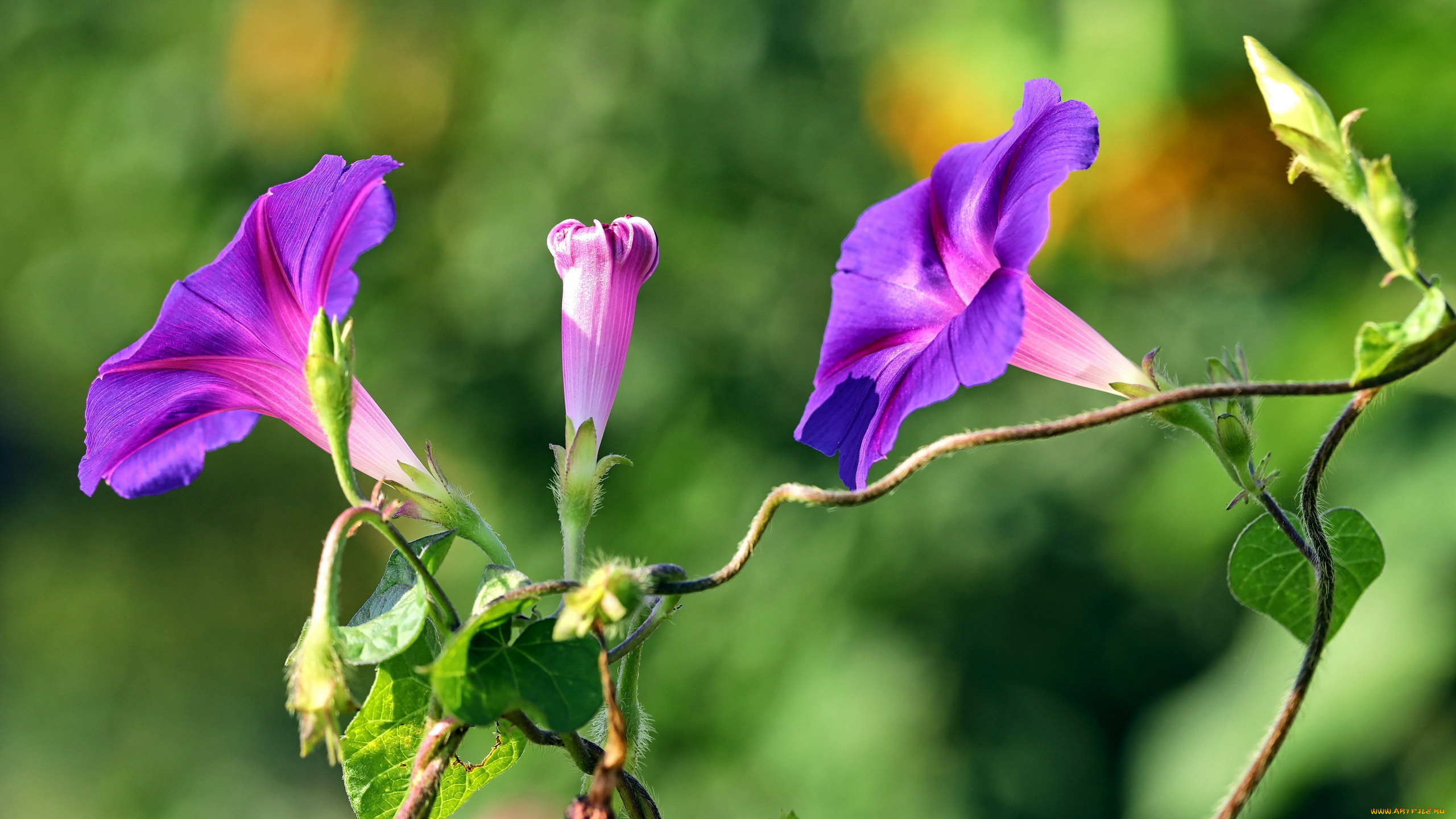 цветы, вьюнки, , ипомеи, лиловые