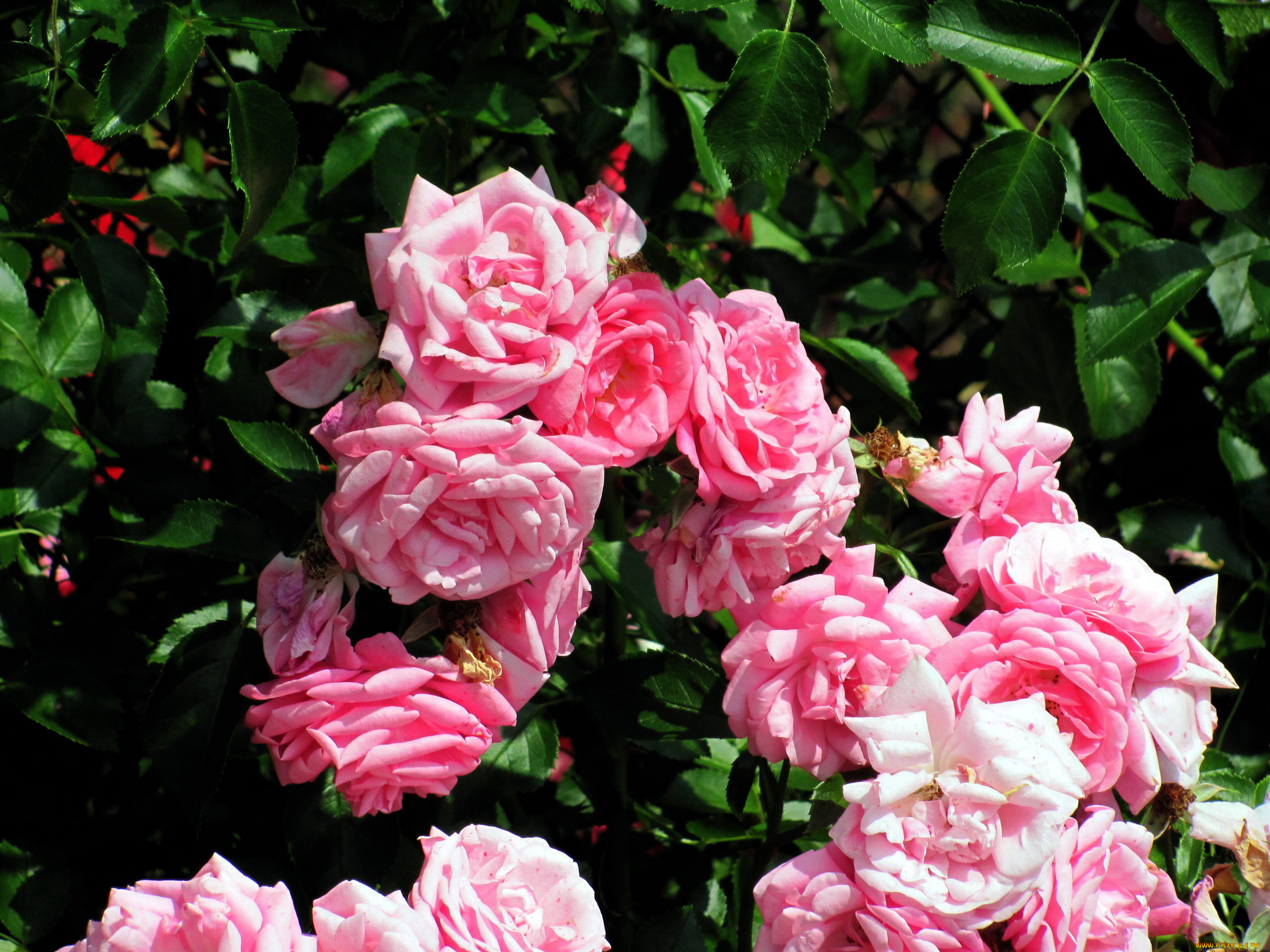 цветы, розы, куст, розовые