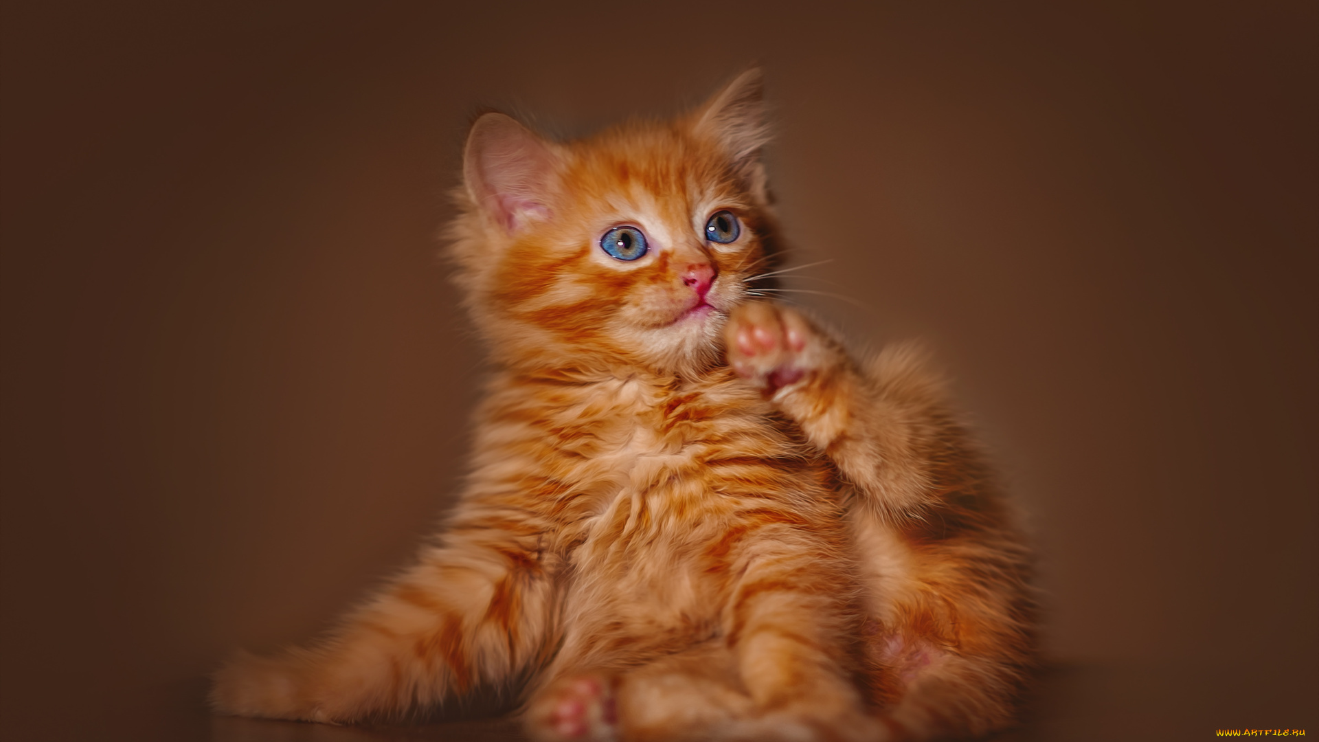 животные, кроты, котёнок, комочек, шерсти, няшное, существо, да, и, лучший, друг, человека, мур, мяу