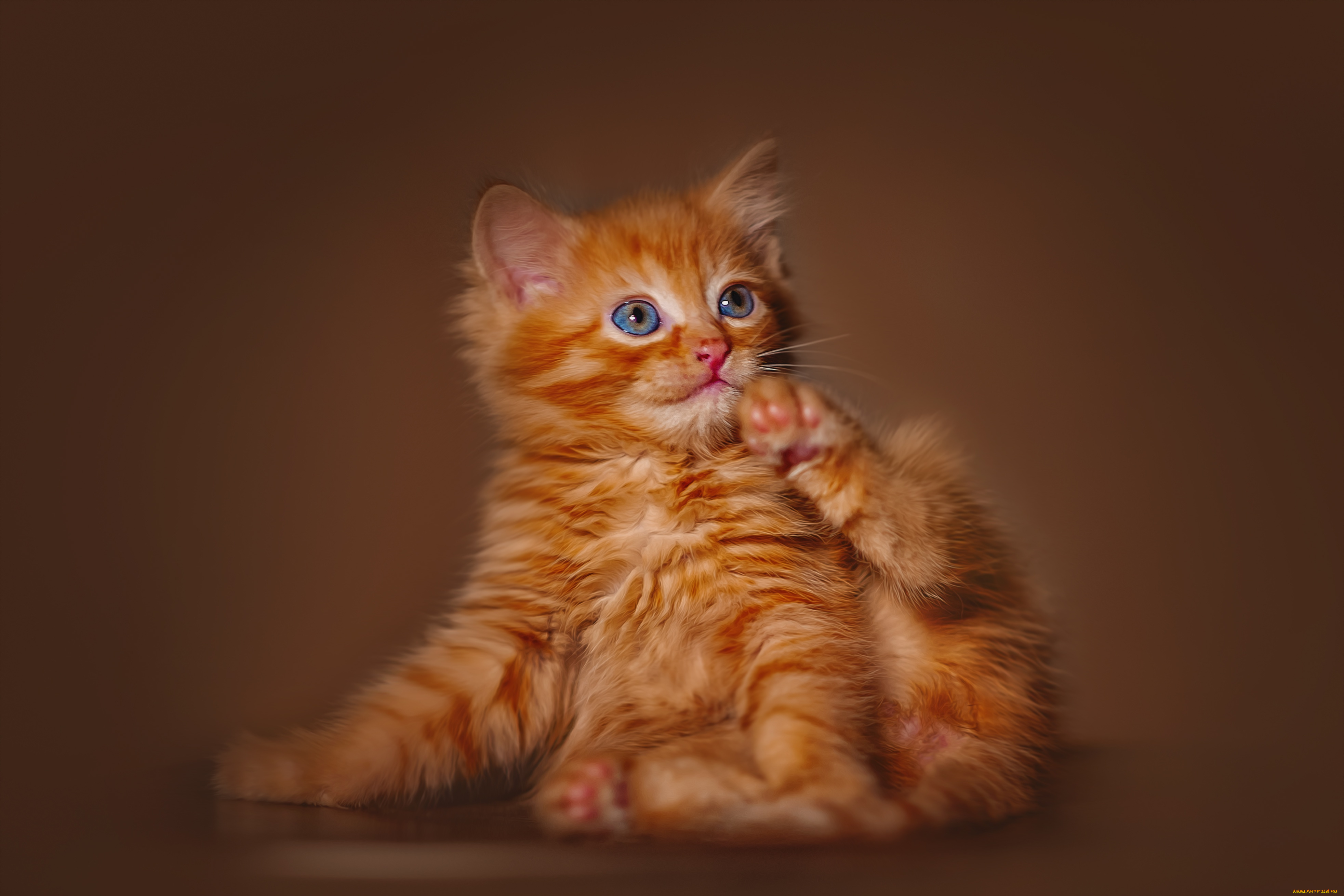 животные, кроты, котёнок, комочек, шерсти, няшное, существо, да, и, лучший, друг, человека, мур, мяу