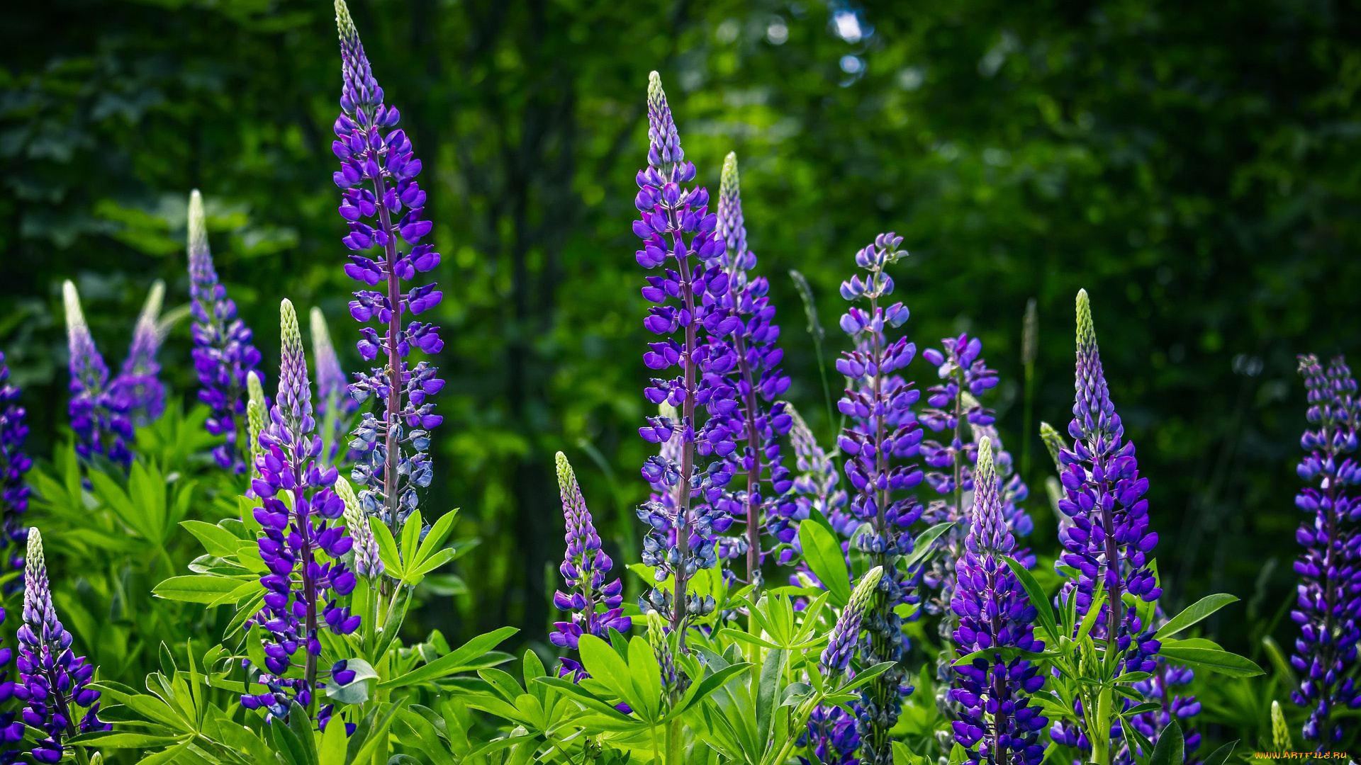 цветы, люпин, лиловый
