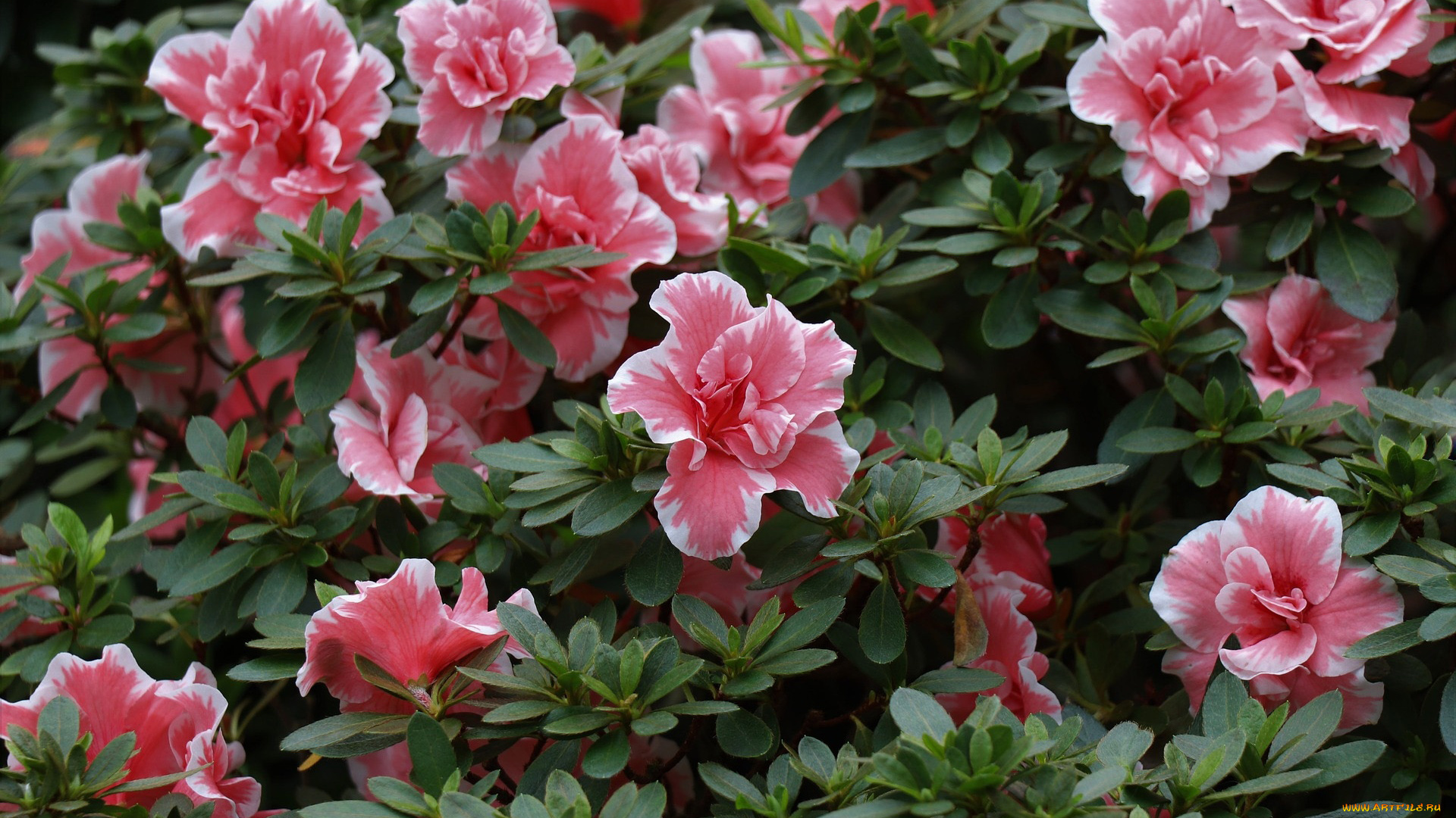 цветы, рододендроны, , азалии, куст, азалия