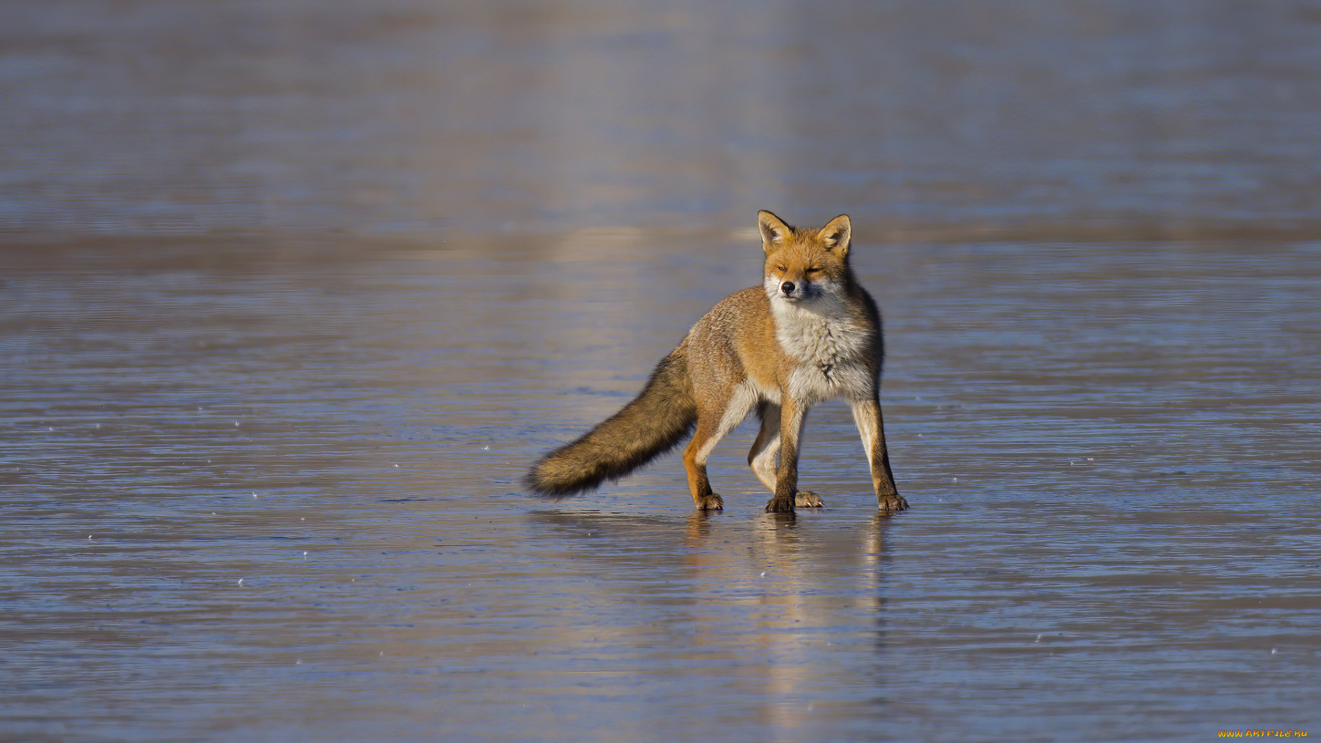 животные, лисы, лиса