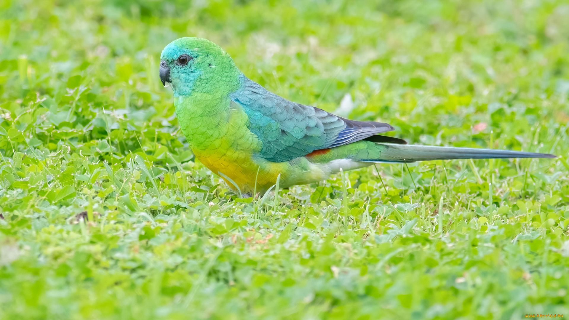 животные, попугаи, попугай