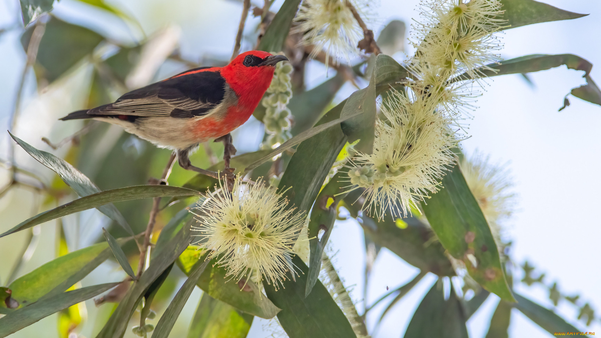 животные, птицы, птица