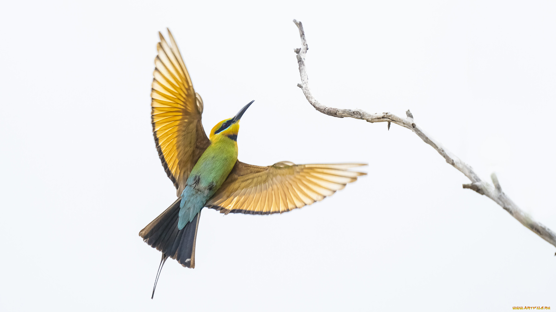 животные, щурки, , пчелоеды, птица