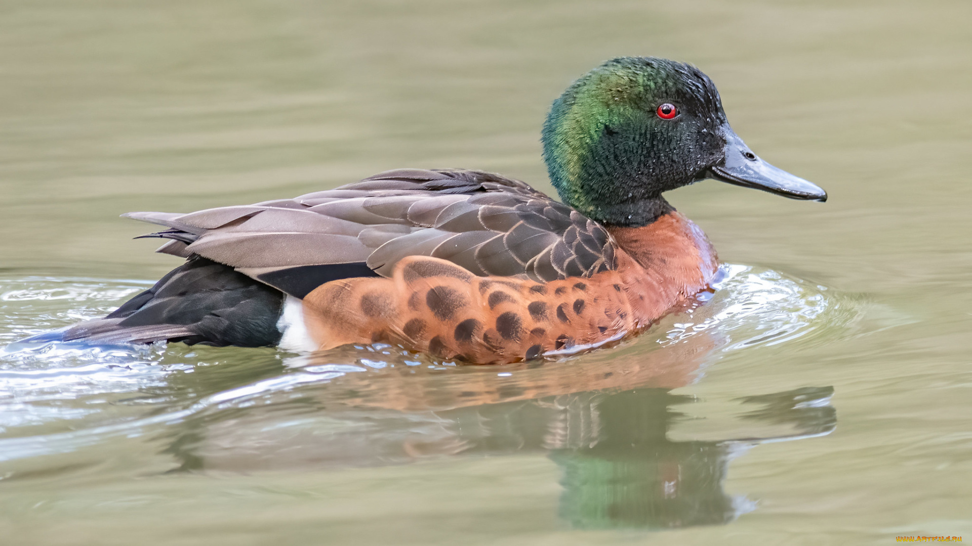 животные, утки, утка