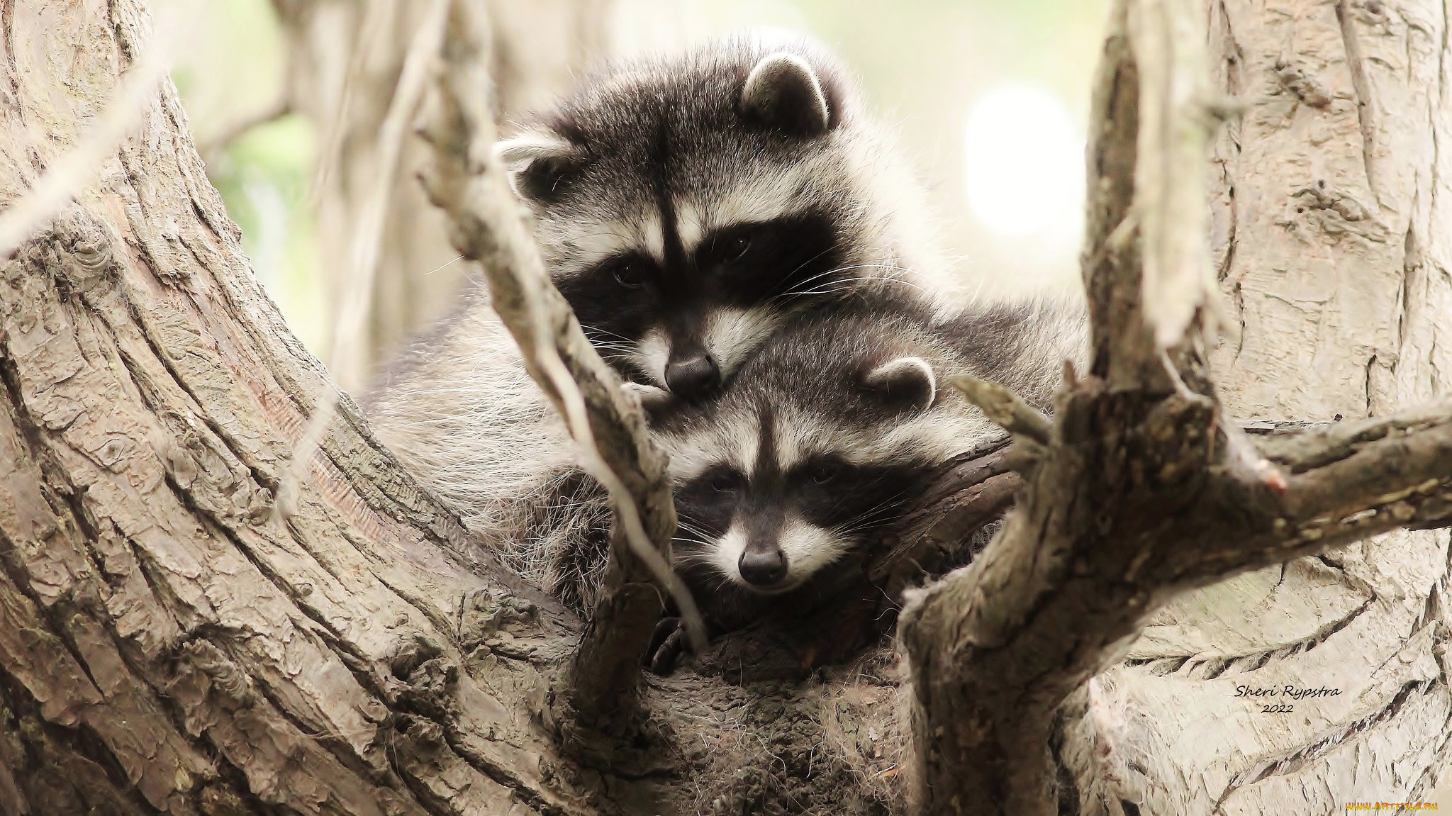 животные, еноты