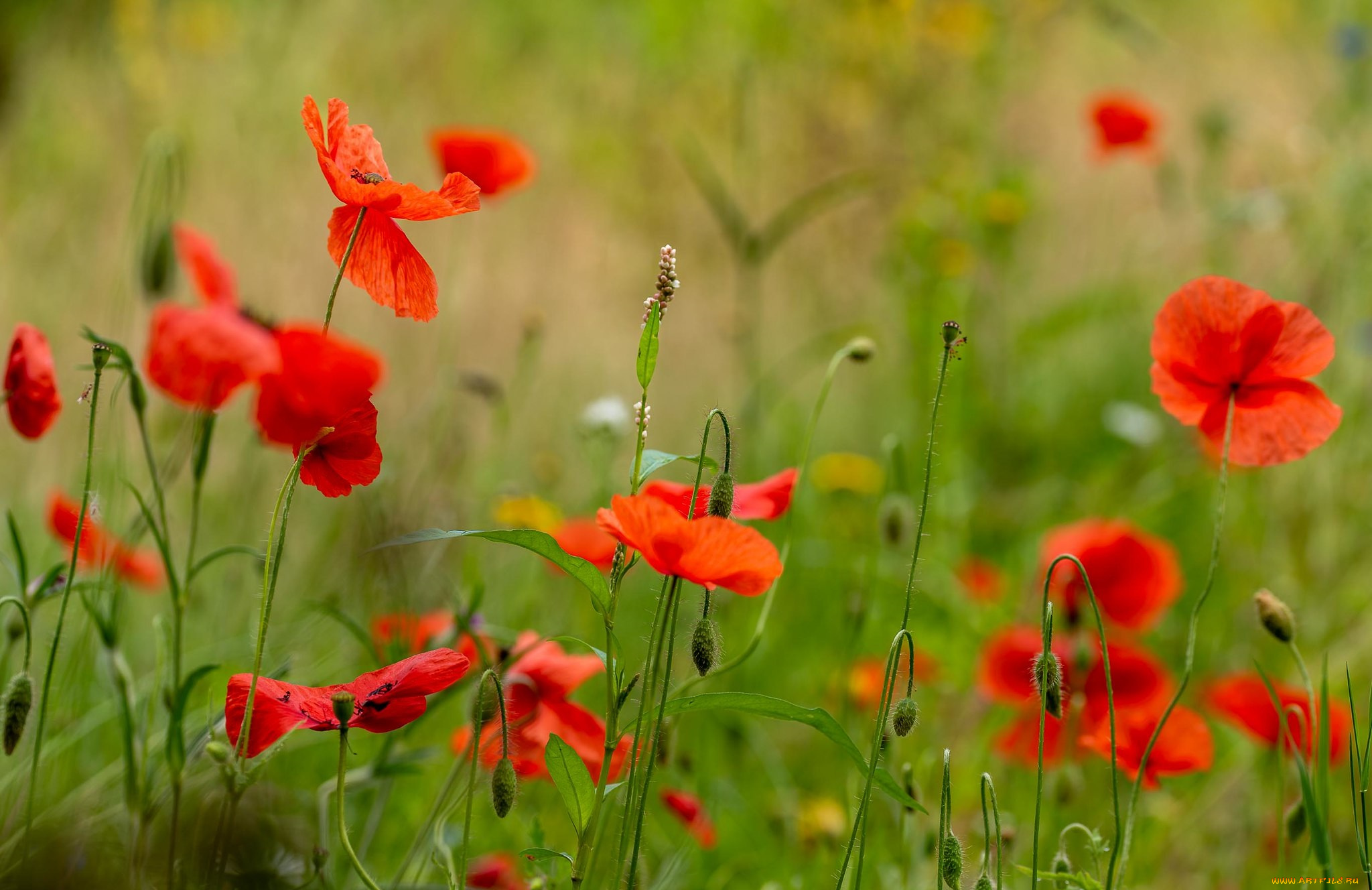 цветы, маки