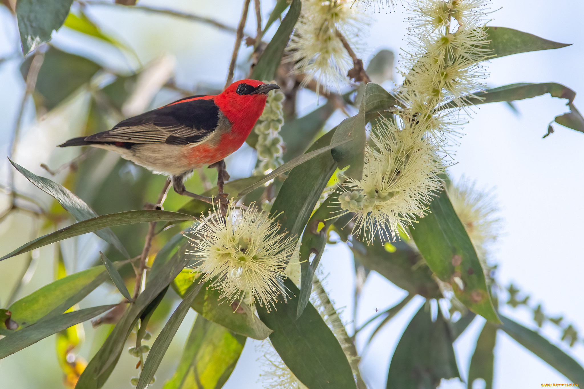 животные, птицы, птица