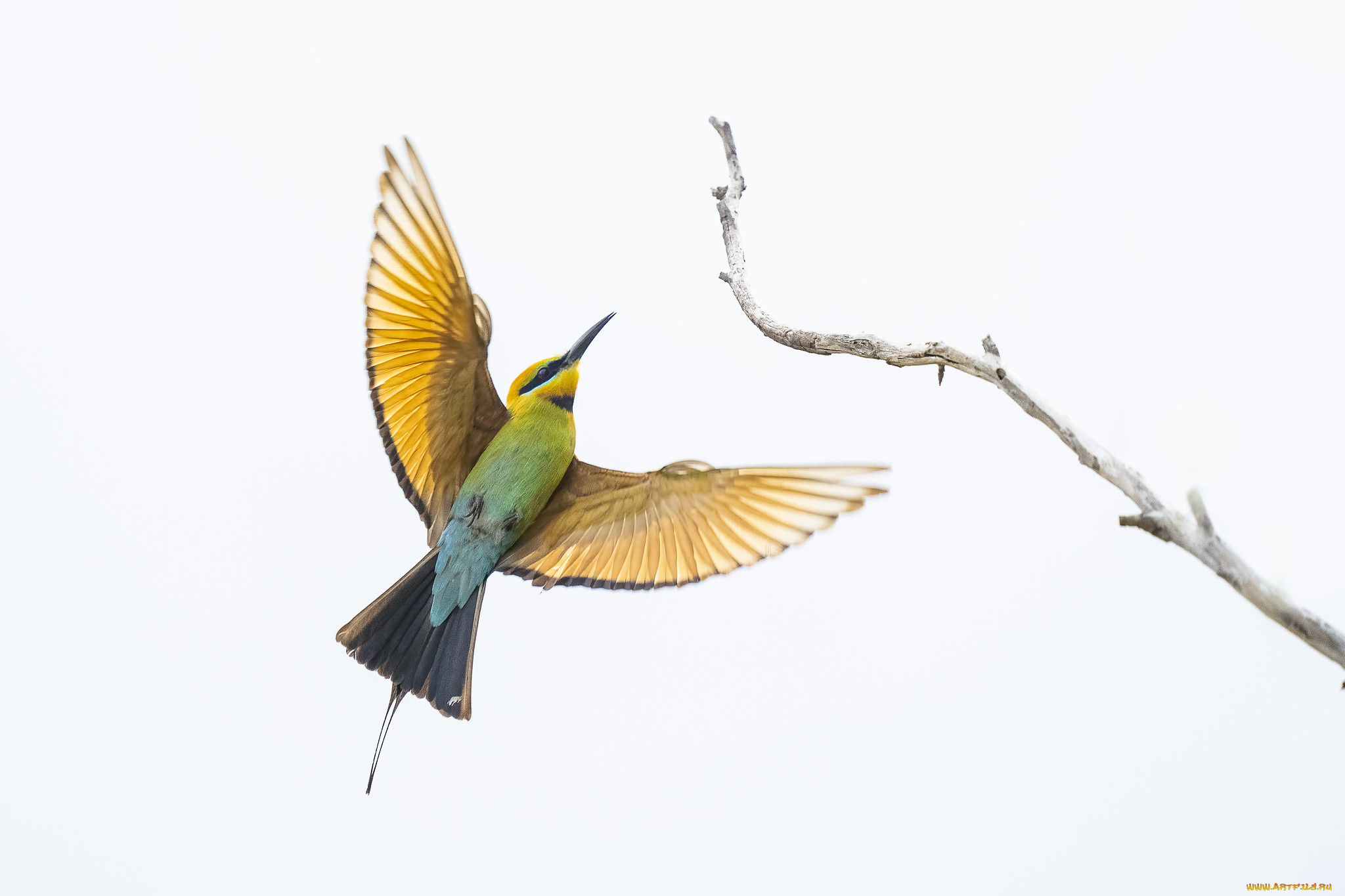 животные, щурки, , пчелоеды, птица