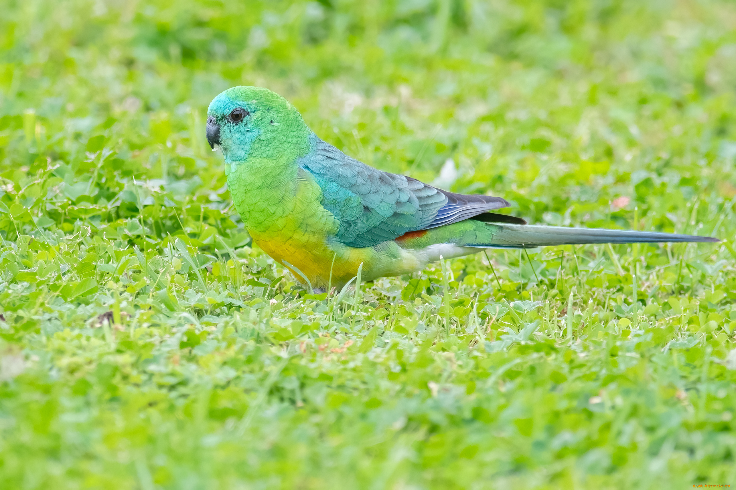 животные, попугаи, попугай