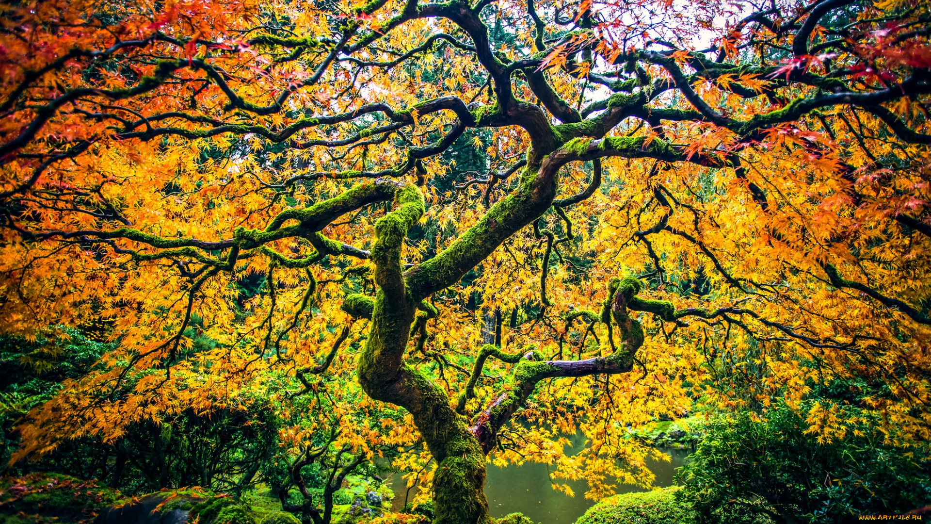 природа, деревья, дерево