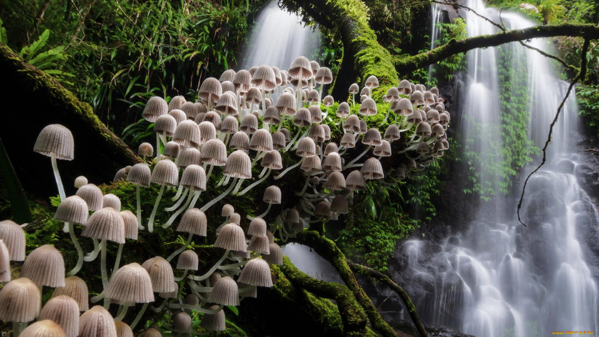 природа, грибы, грибная, семейка