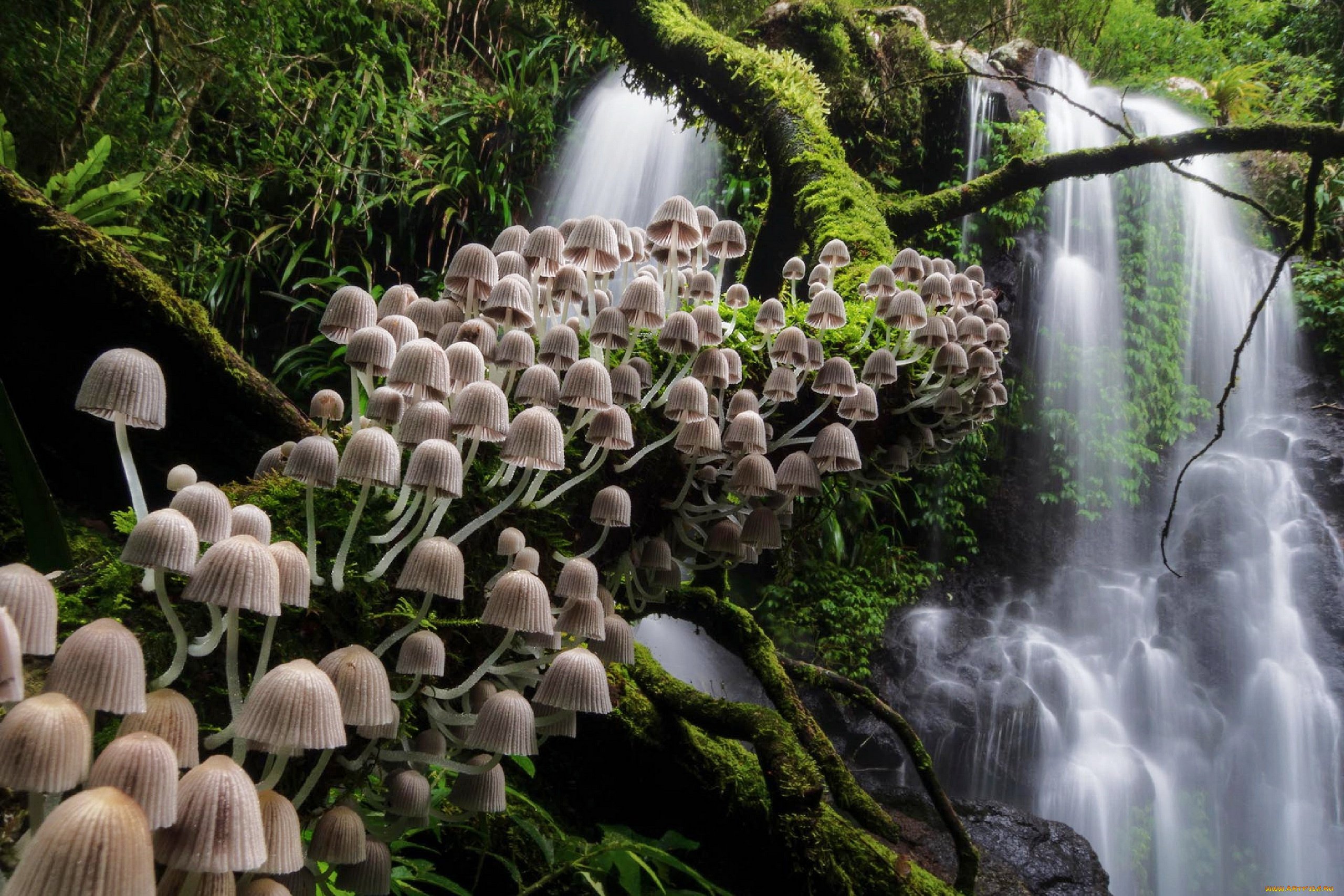 природа, грибы, грибная, семейка