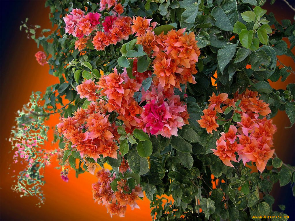 цветы, бугенвиллея