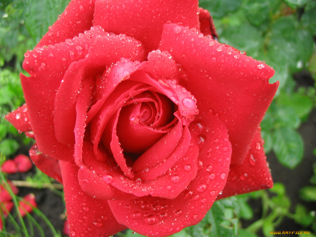 цветы, розы