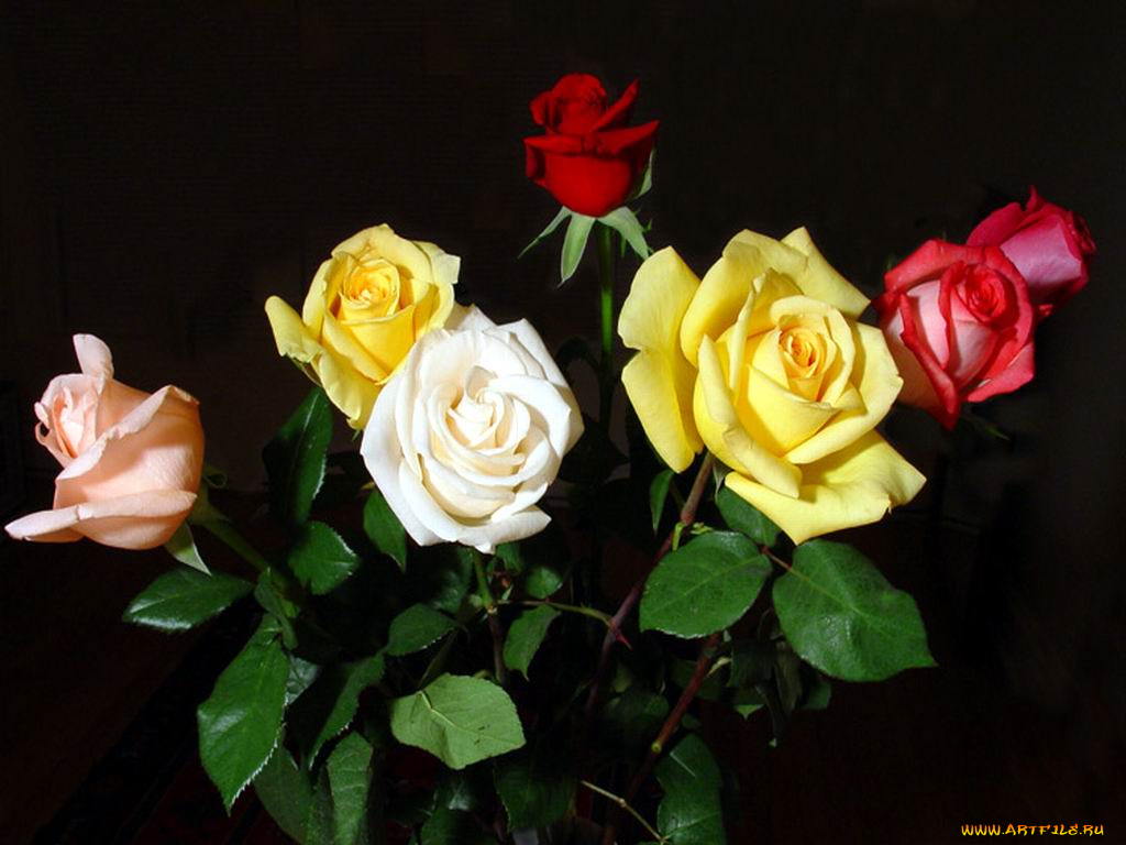 цветы, розы