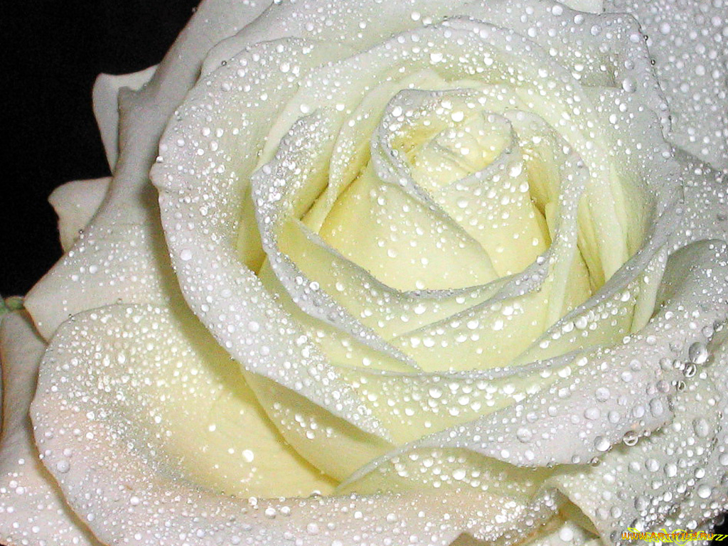 цветы, розы