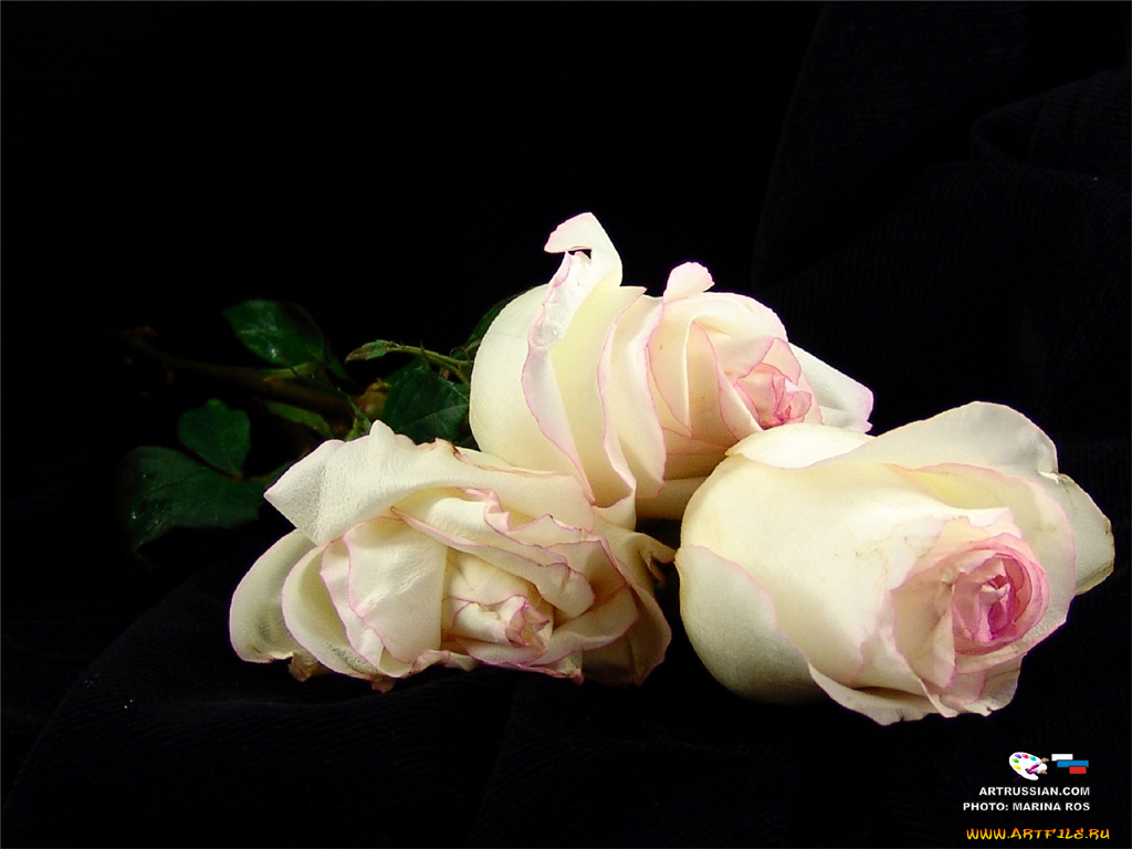 цветы, розы