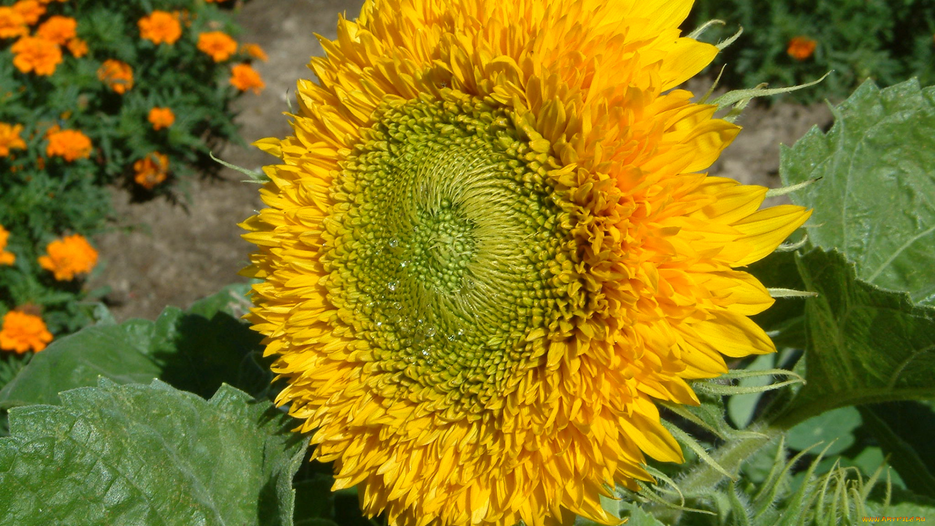 цветы, подсолнухи