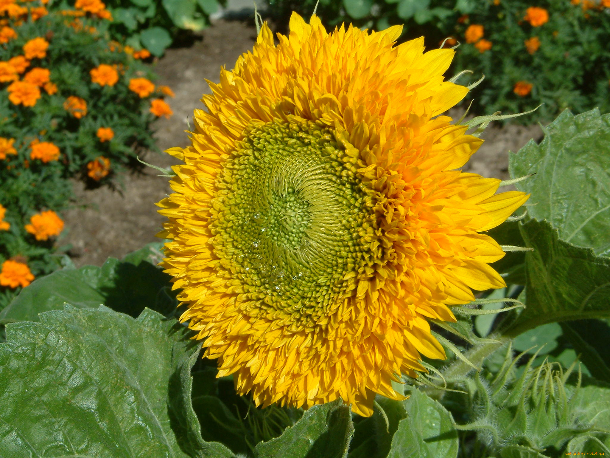 цветы, подсолнухи