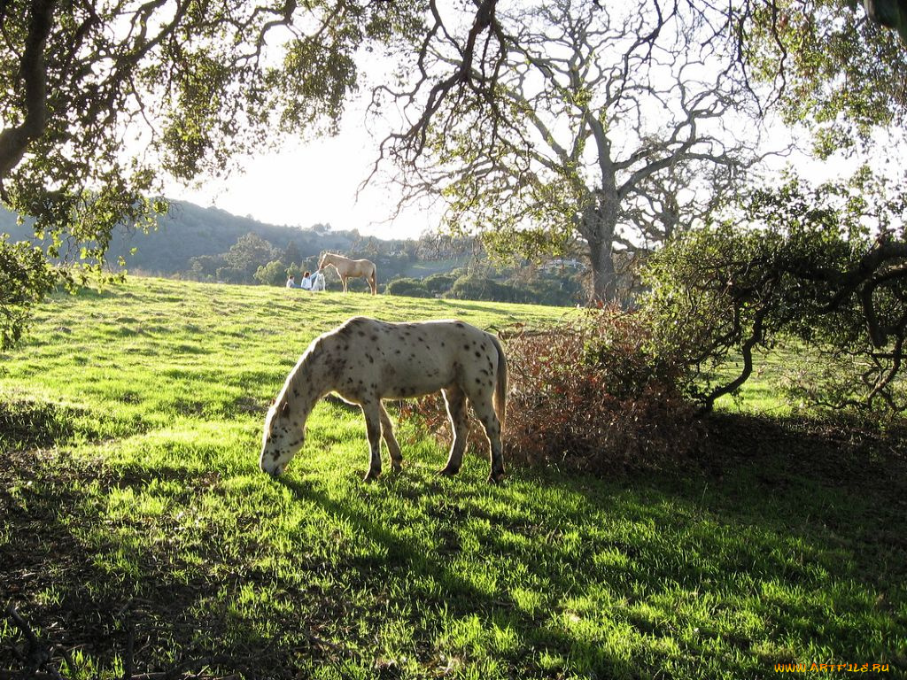 животные, лошади