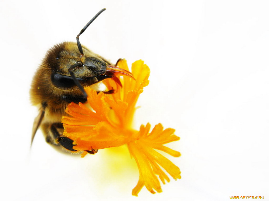 животные, пчелы, осы, шмели