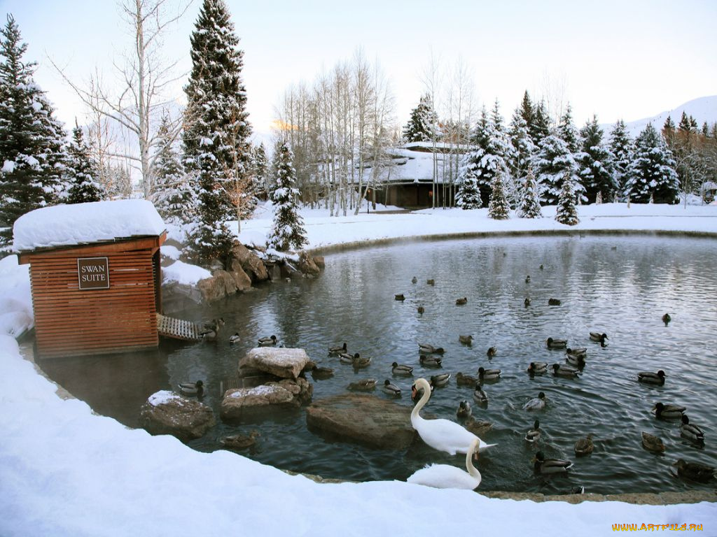 животные, утки