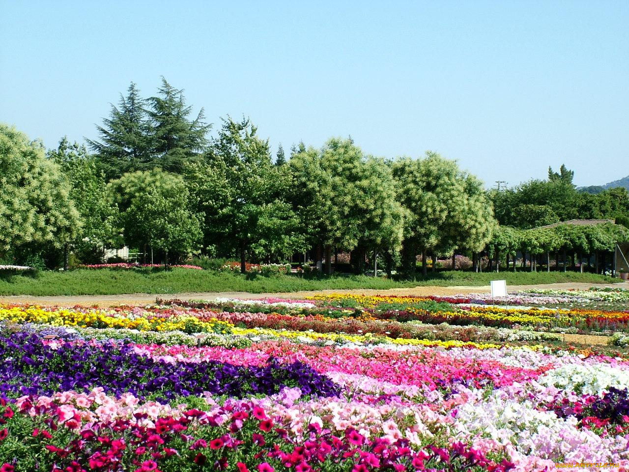 цветы, разные, вместе