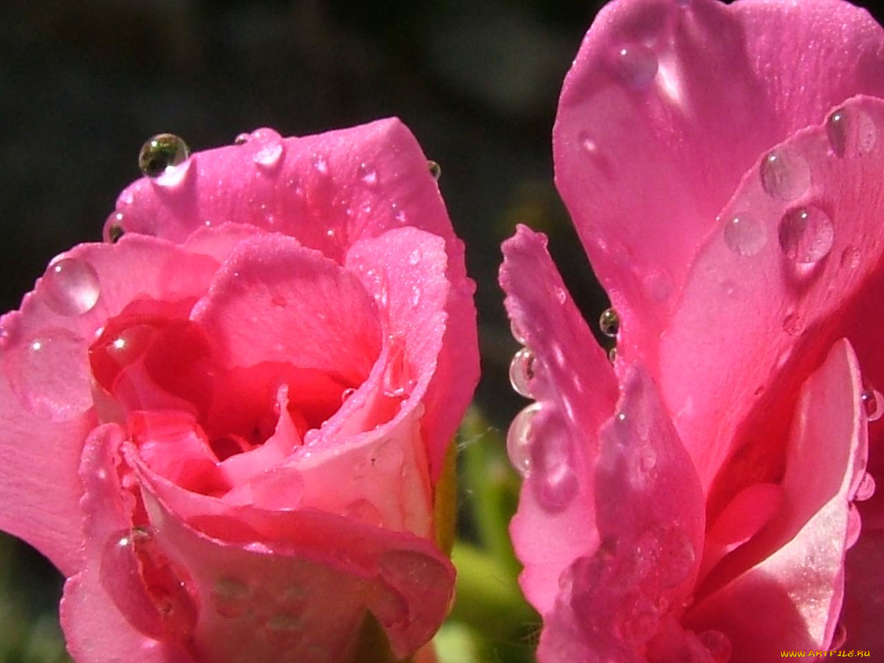 цветы, розы