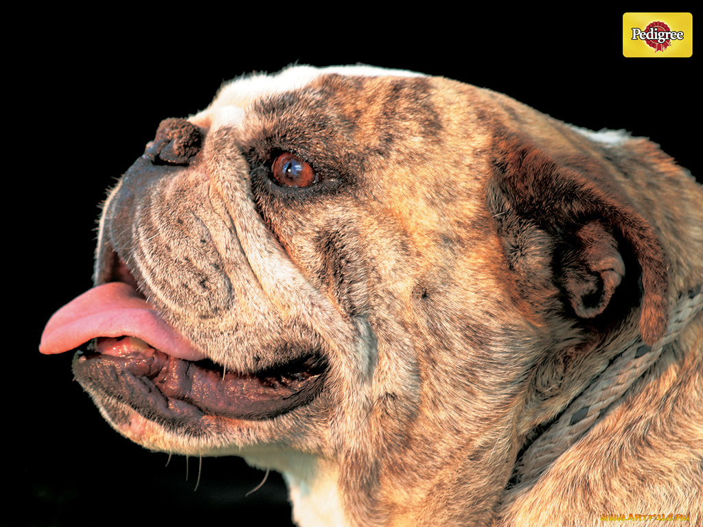 бренды, pedigree