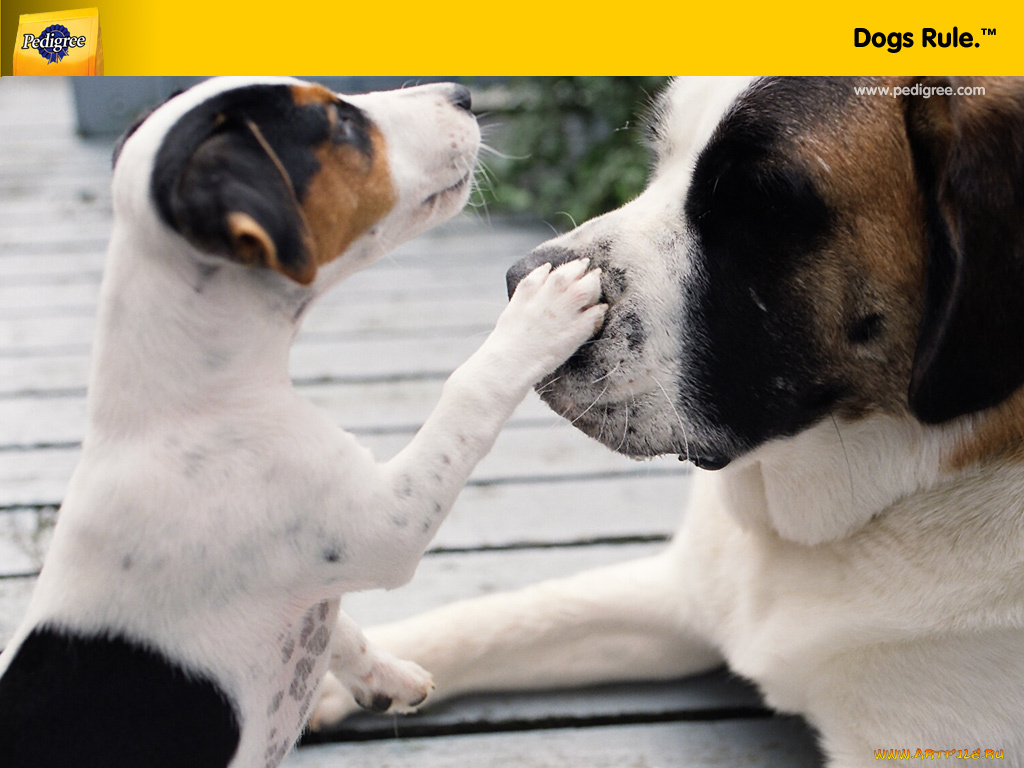 бренды, pedigree