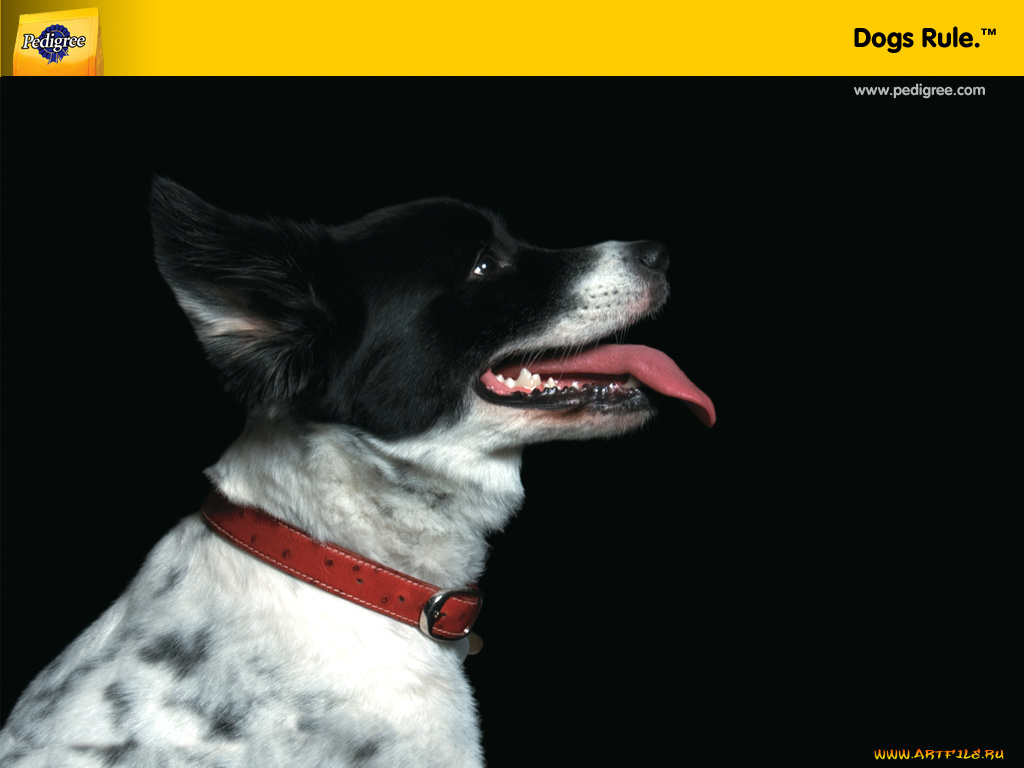 бренды, pedigree