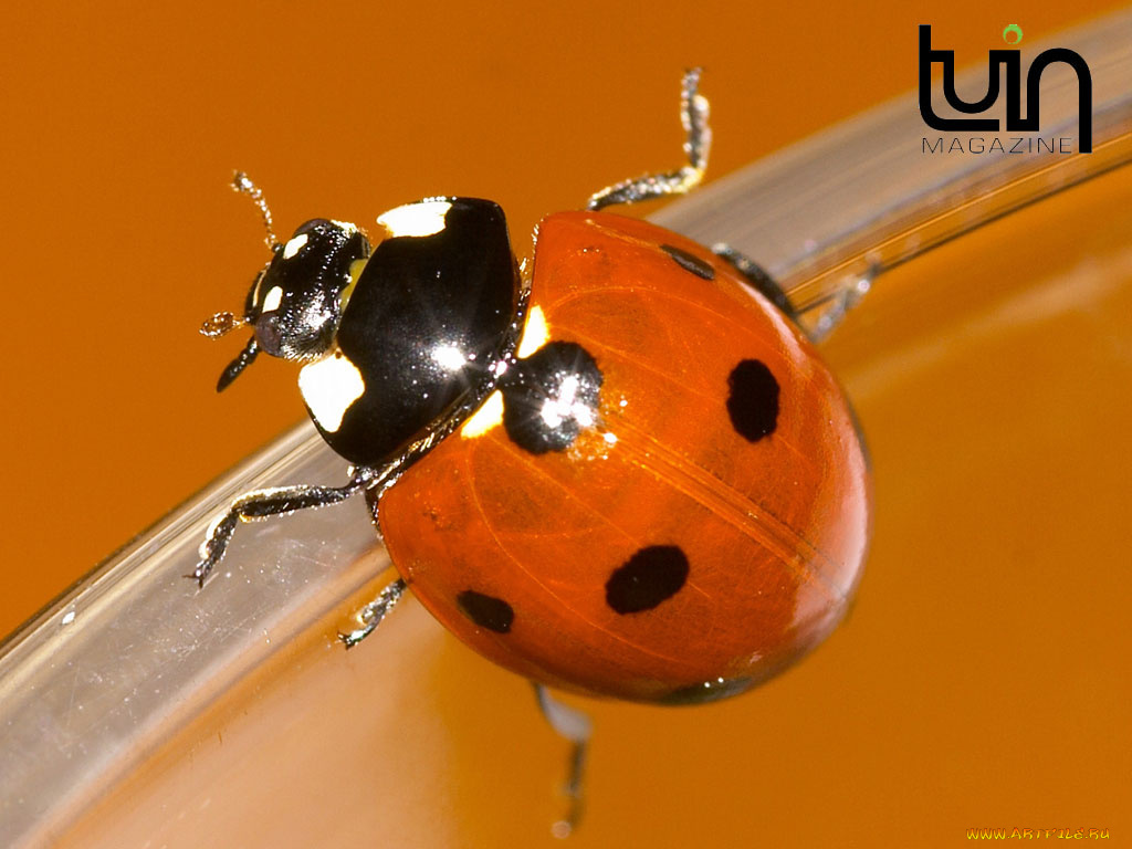 животные, божьи, коровки