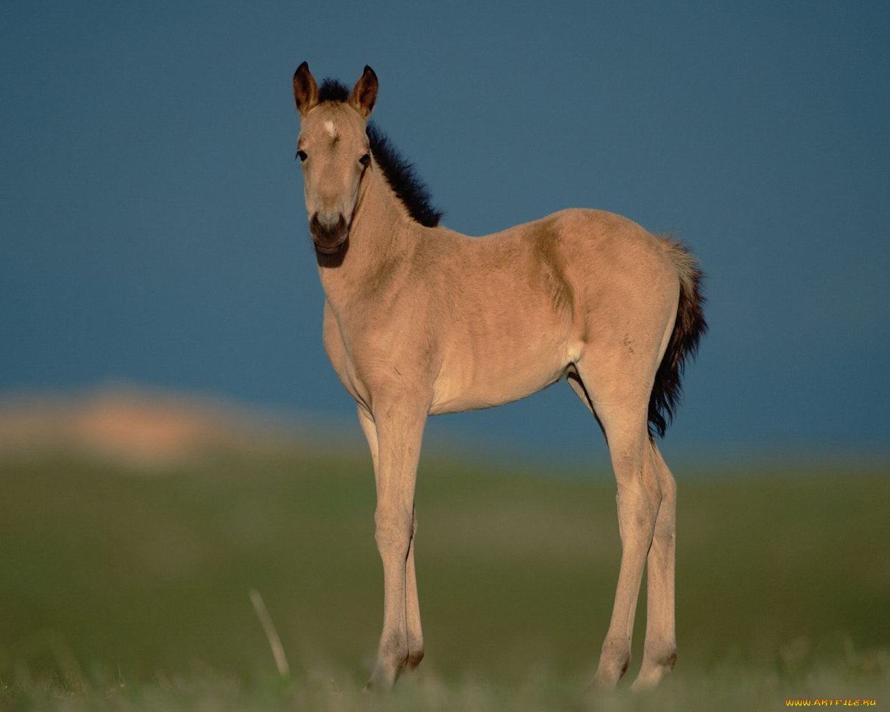 животные, лошади