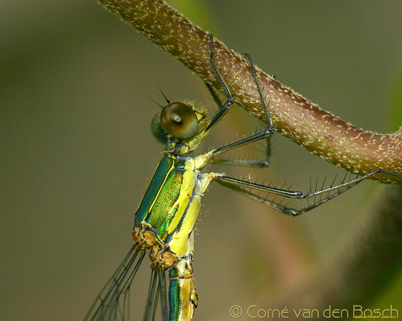 животные, стрекозы