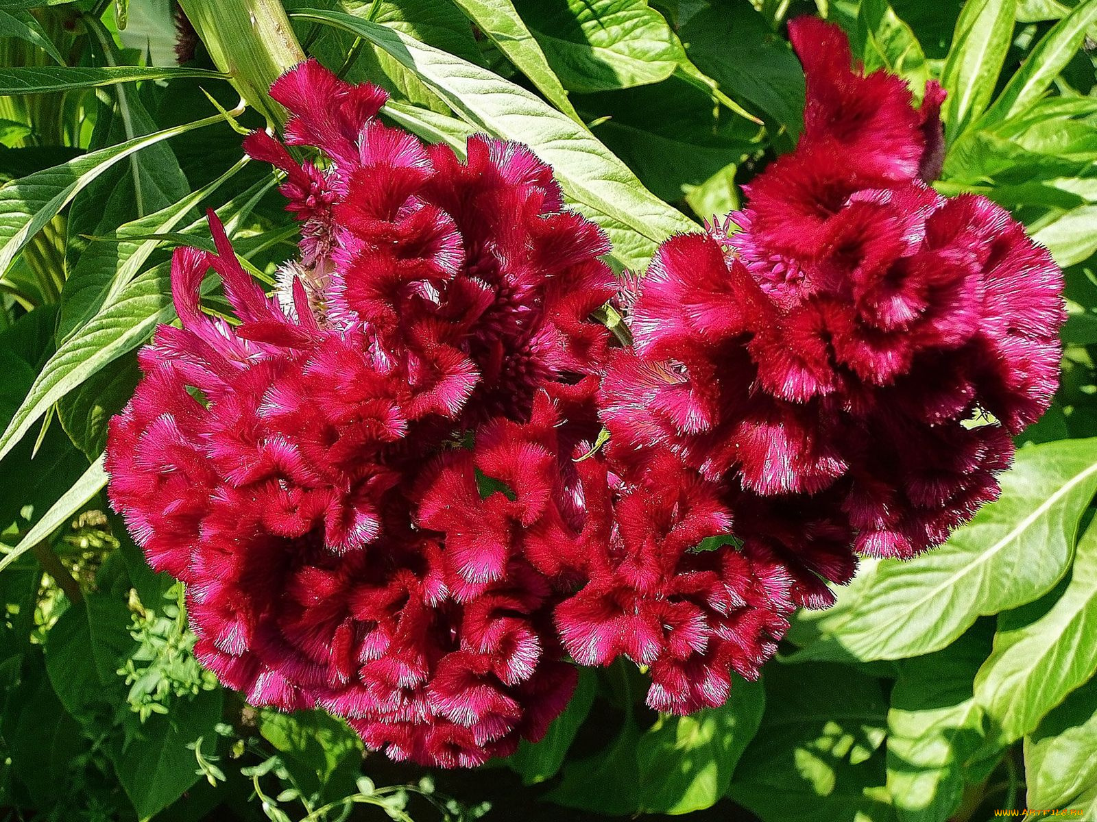 цветы, амаранты