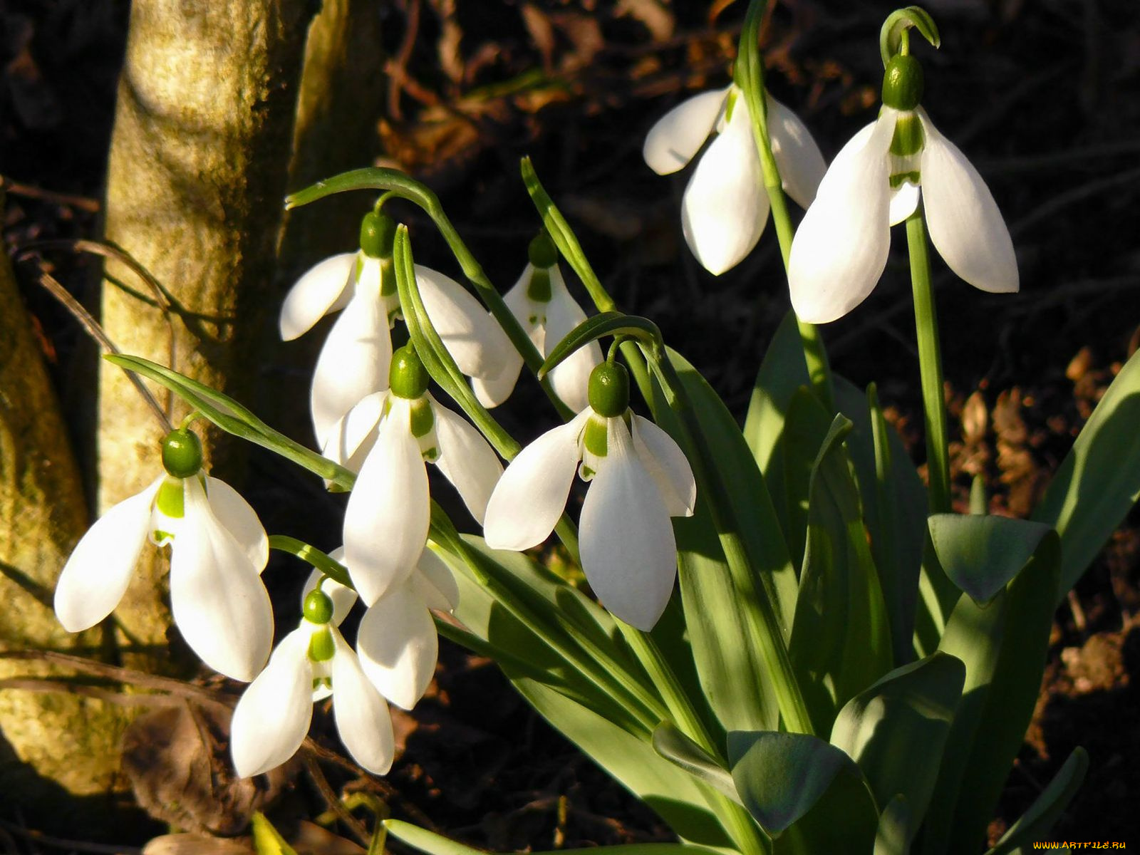 цветы, подснежники, белоцветник