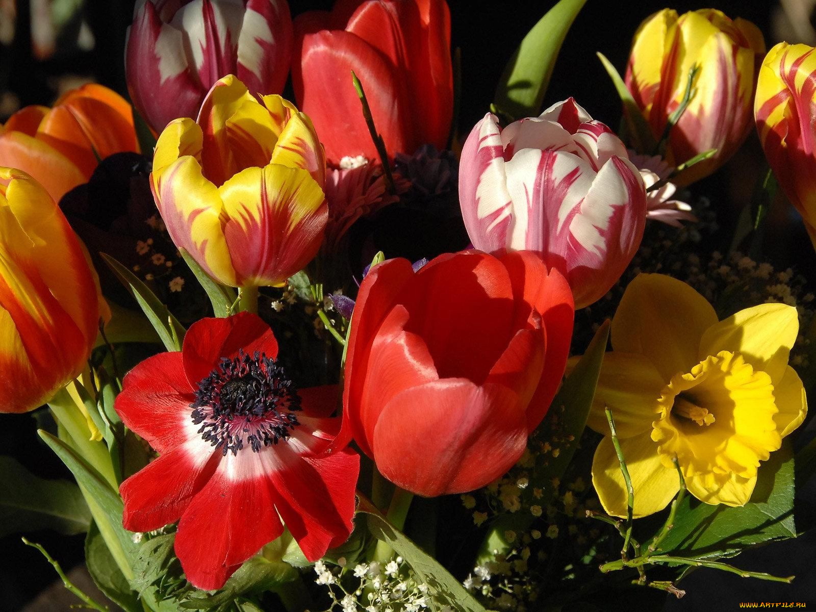 цветы, разные, вместе