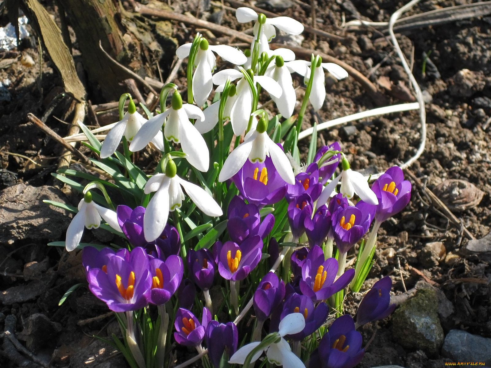 цветы, разные, вместе