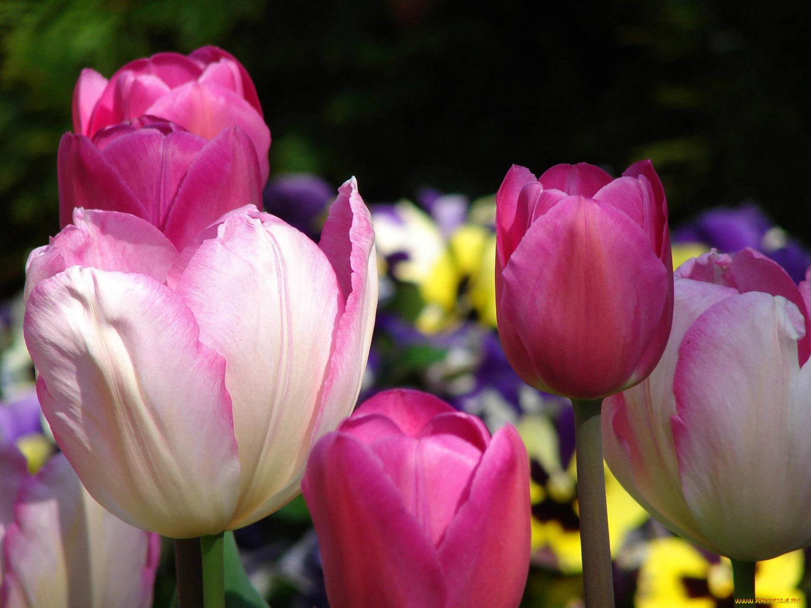 цветы, тюльпаны